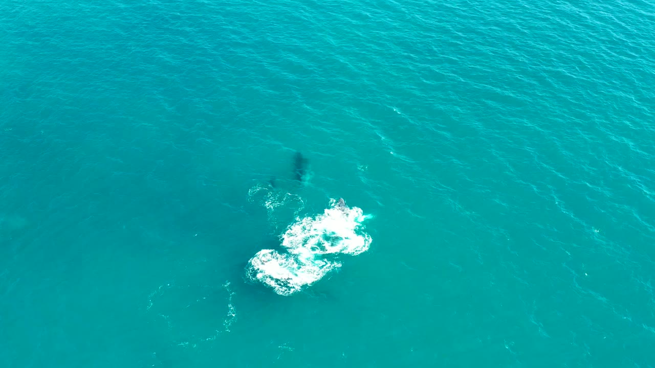 A high aerial view shows the dark whale shadow offset from a bright splash field in El Tule Los Cabos water, with no shoreline or people visible.