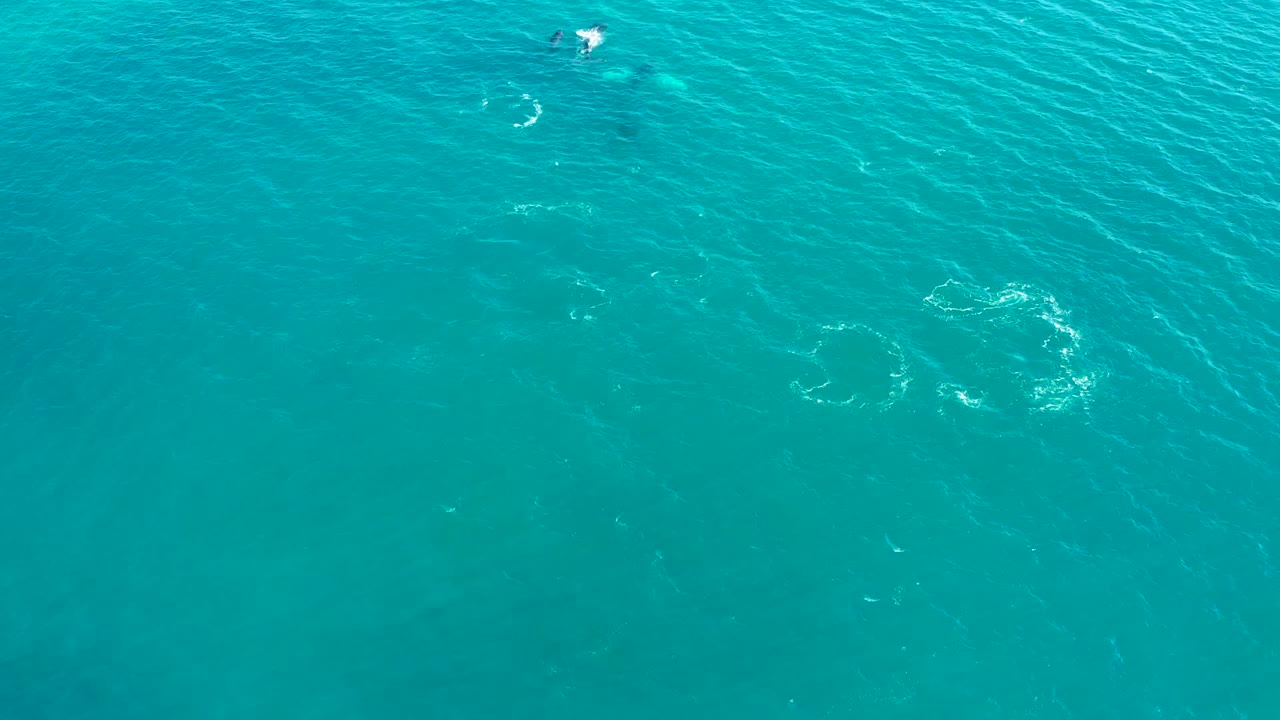 Open turquoise water with several bubble rings and white foam patches.