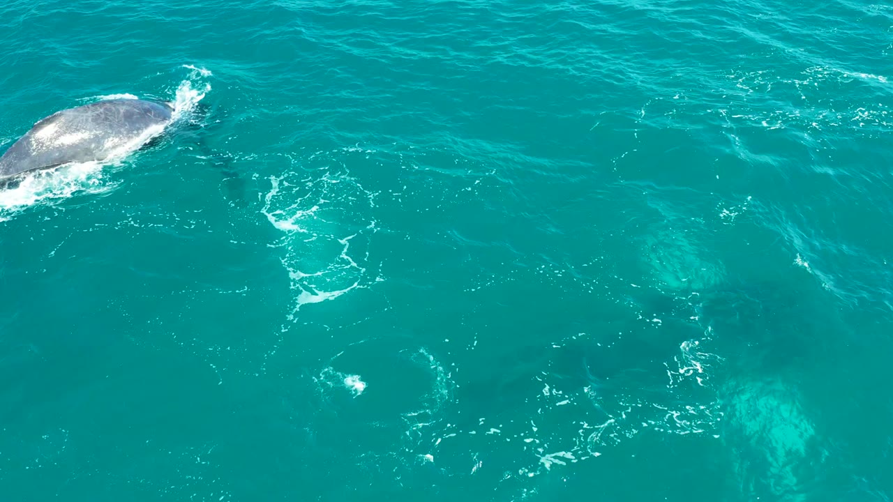 Overhead view of a whale surfacing in turquoise ocean water at El Tule Los Cabos, with white spray around its back and no visible people.