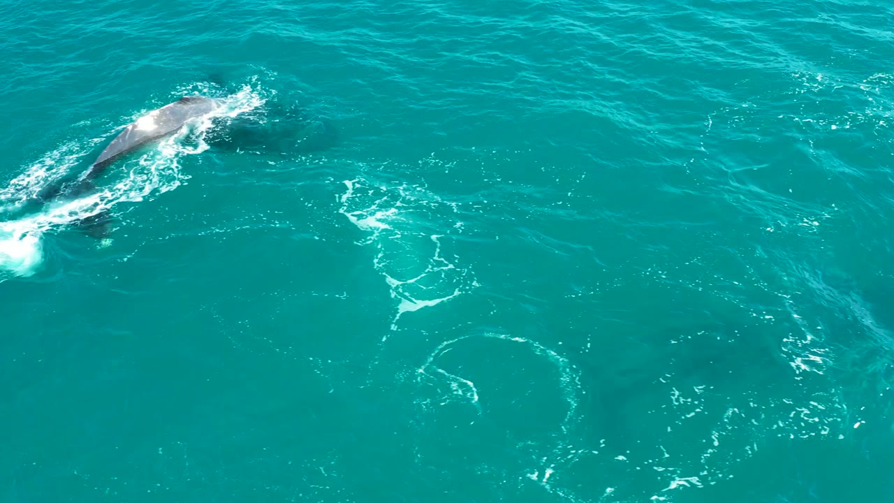 Whale moving through turquoise water with white wake