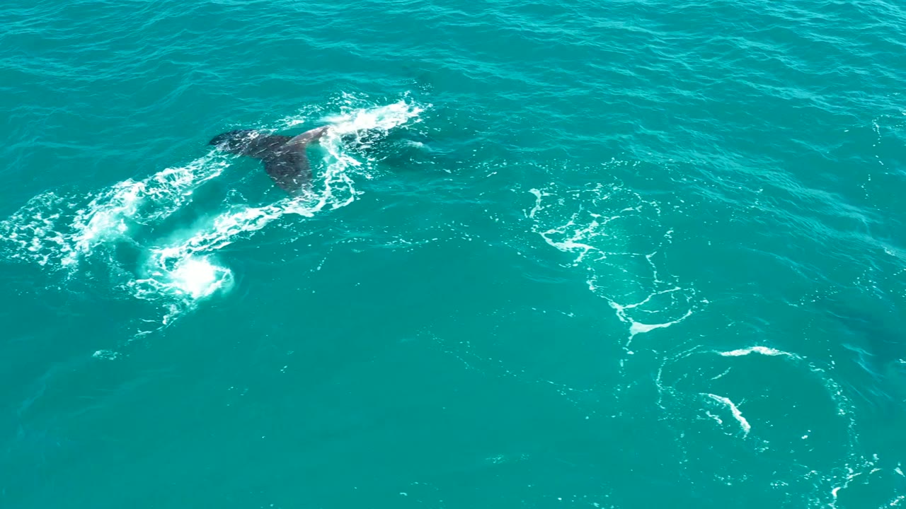 Top-down view of the whale beginning to submerge in the clear ocean at El Tule Los Cabos, with bright white foam forming around the darker body shape and no visible people.