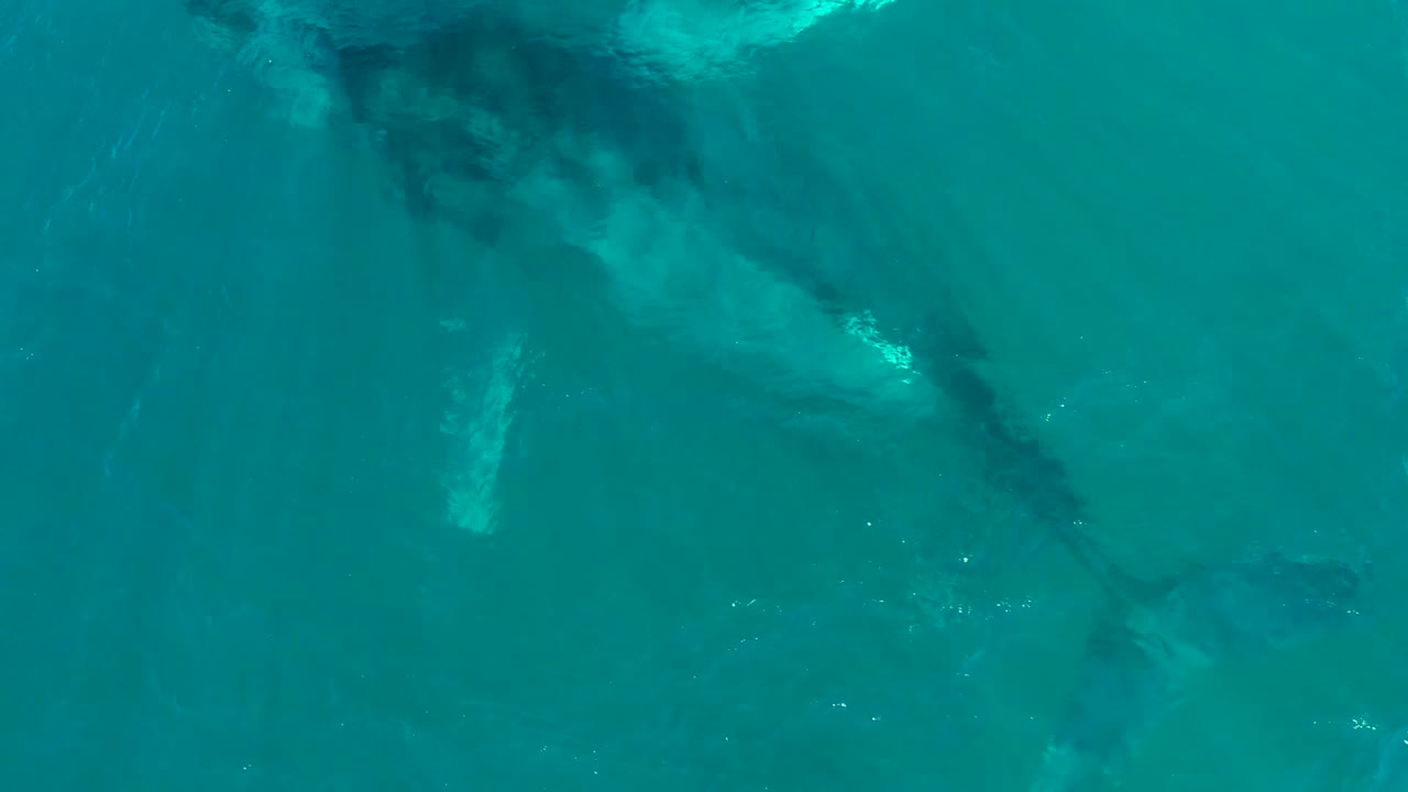 Overhead view of a humpback whale partially submerged in turquoise water at El Tule Los Cabos, with no visible people.