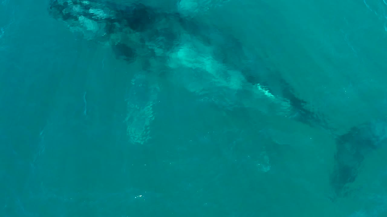 Submerged humpback whale moving through clear water