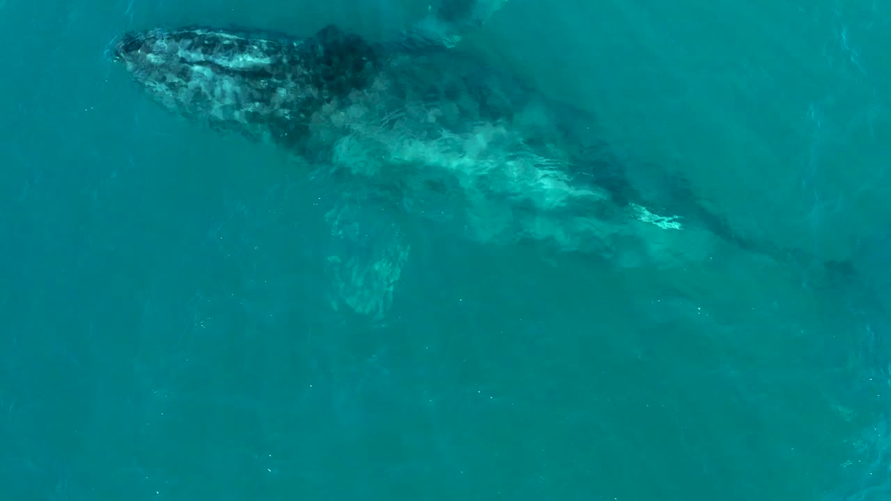 A humpback whale appears near the upper edge of an overhead frame in El Tule Los Cabos, with pale water disturbance trailing behind it and no visible people.