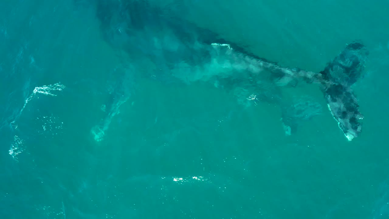 Overhead frame from El Tule Los Cabos showing a large whale and smaller calf just below turquoise ocean water, with faint white ripples and no visible people.