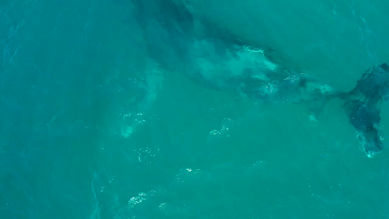 Whale and calf moving below clear blue-green water.