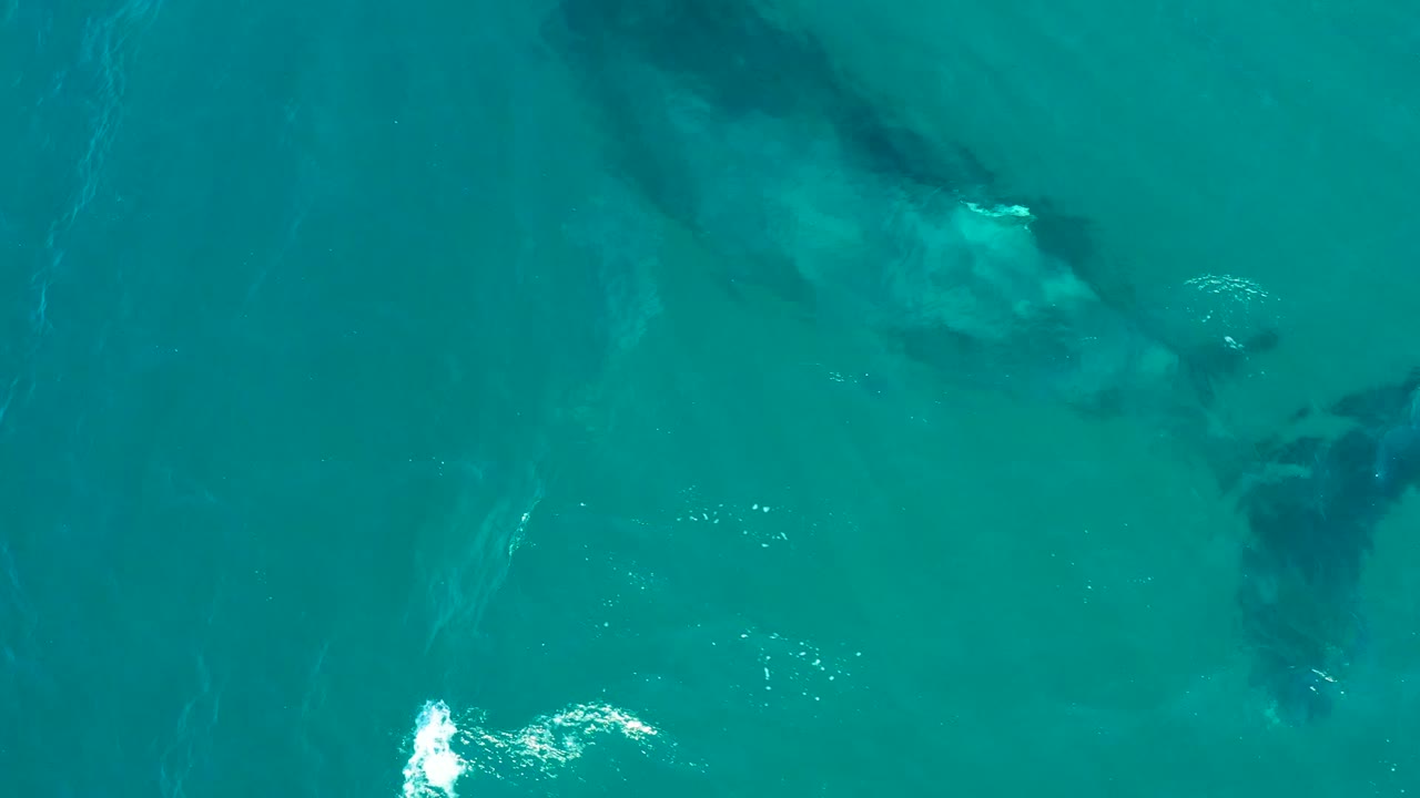 Overhead El Tule Los Cabos frame with the whale pair seen as dark forms under turquoise water, with a brighter patch of surface reflection nearby and no visible people.