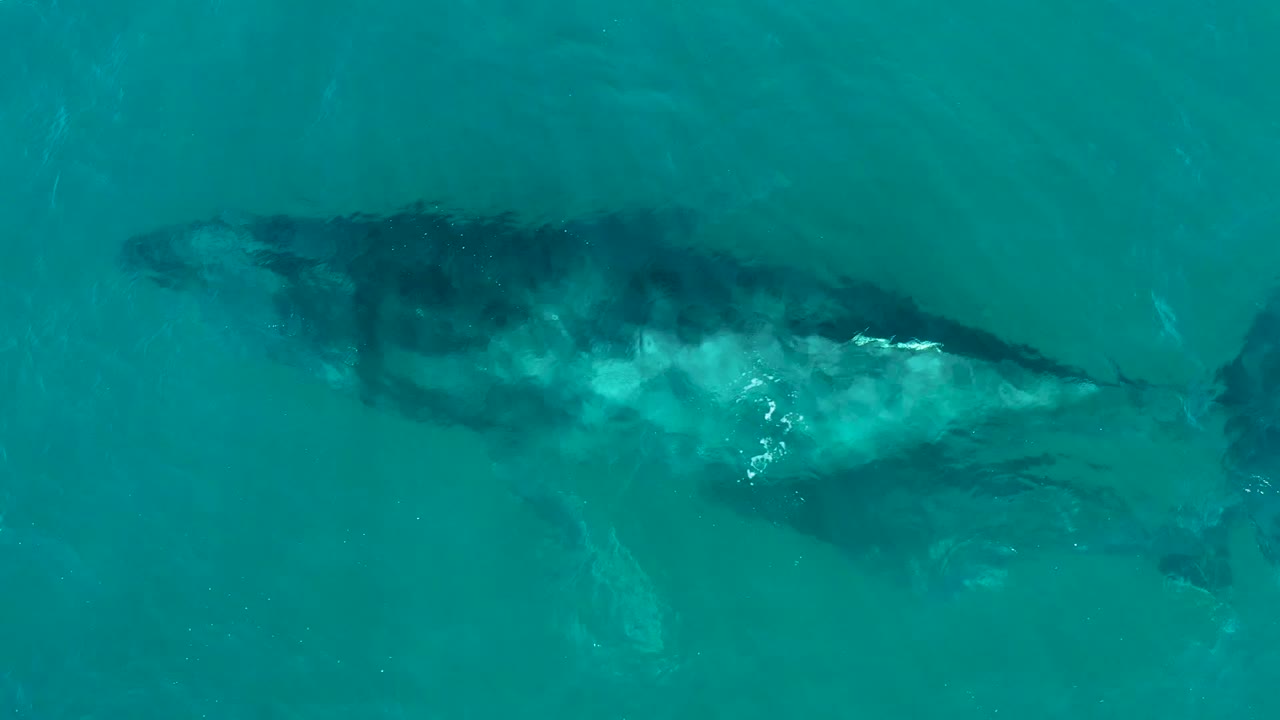 Overhead frame from El Tule Los Cabos showing a humpback whale and smaller calf beneath clear turquoise water, with no visible people.