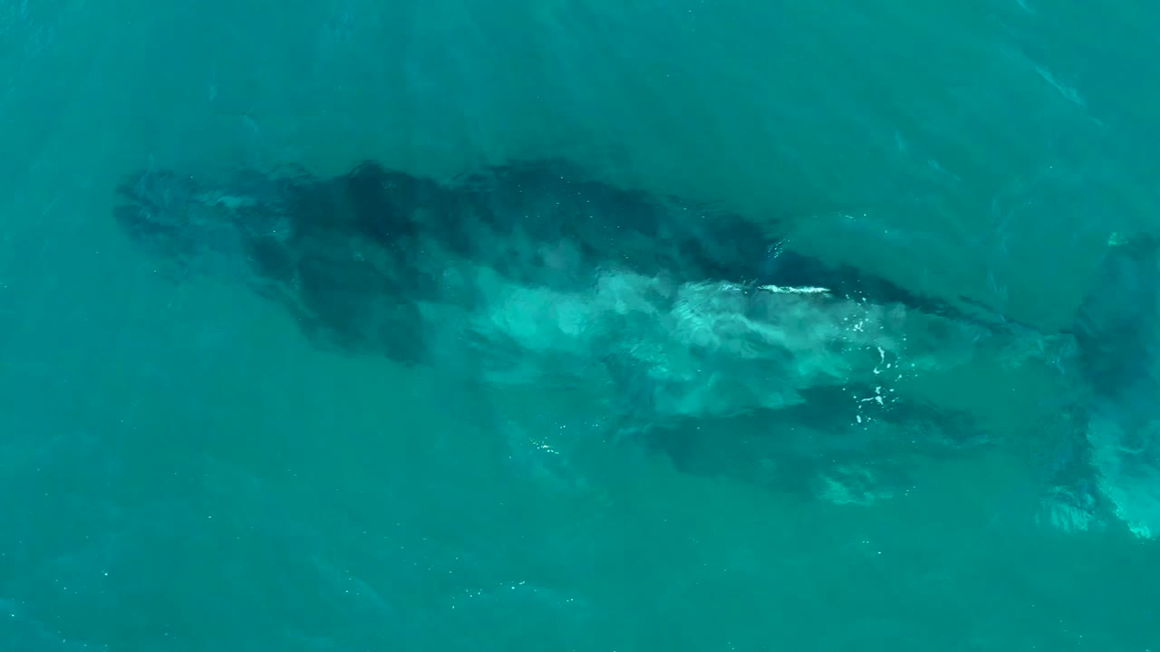 Humpback whale and calf seen from above in clear ocean water.