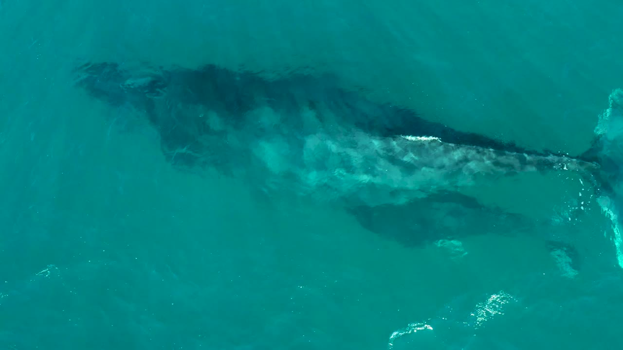 At El Tule Los Cabos, the whale and calf remain visible below the rippled turquoise surface, with bright water glare near the animals and no visible people.
