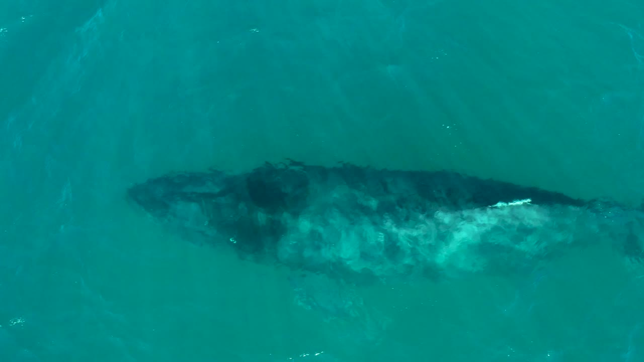 Overhead view of a humpback whale swimming just below turquoise water at El Tule Los Cabos, with bright surface ripples and no visible people.