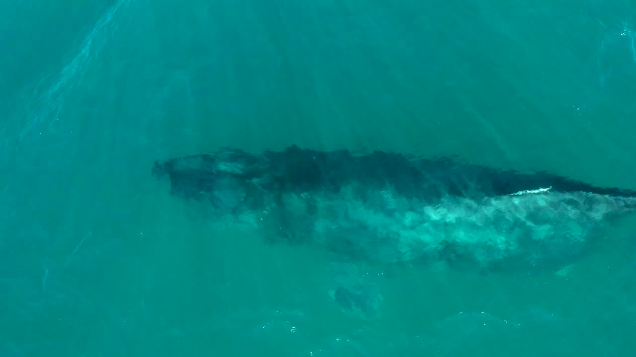 Whale body visible under clear ocean water
