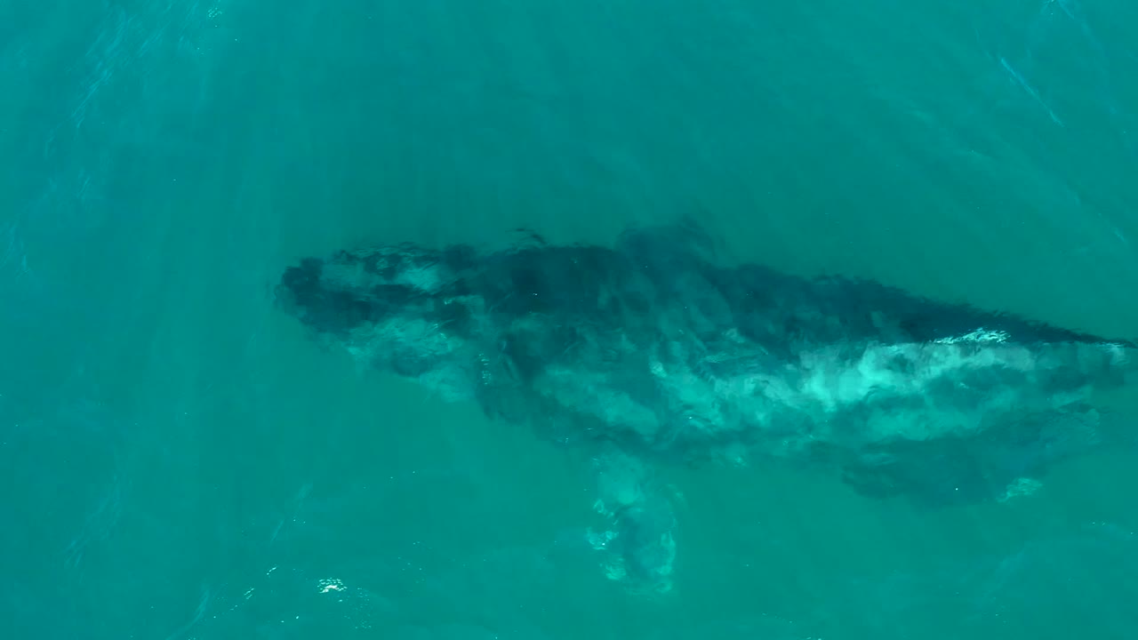 Overhead view of the humpback whale continuing through blue-green water at El Tule Los Cabos, with a brighter patch along the body and no visible people.