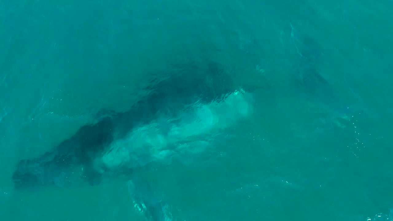 Overhead view of a humpback whale just below turquoise water at El Tule Los Cabos, with its pale body partly visible and no visible people.
