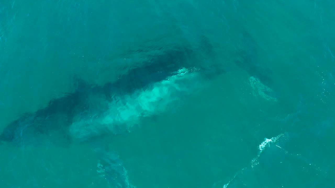 Submerged humpback whale with bubbles beside its body.