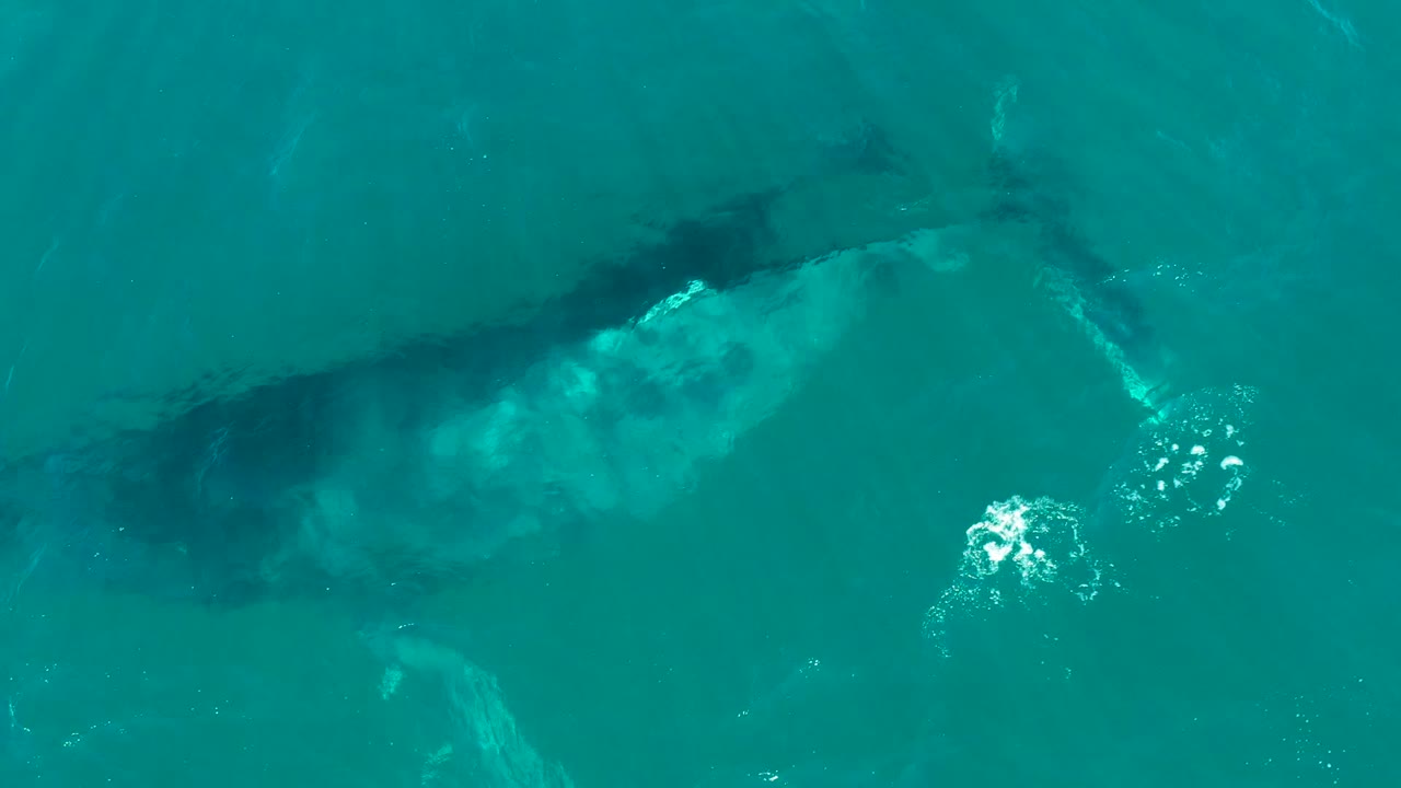 The whale appears farther across the overhead frame in turquoise water at El Tule Los Cabos, with bright bubbles to one side and no visible people.