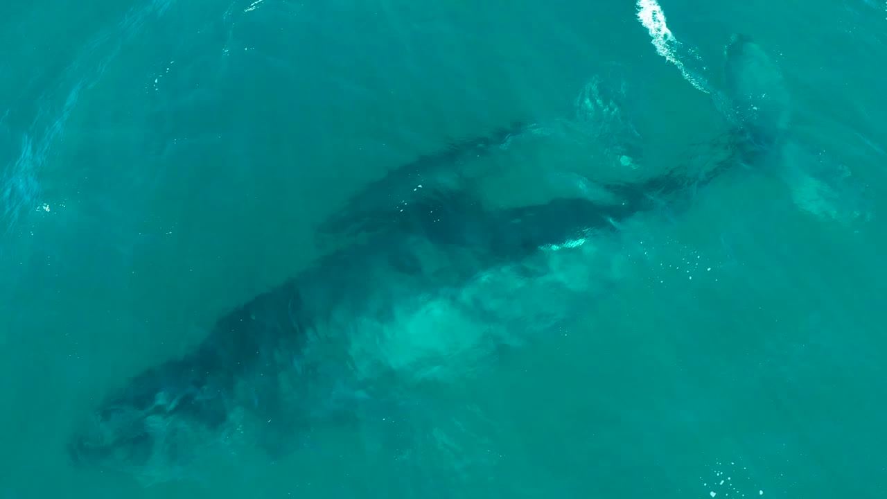 Overhead view at El Tule Los Cabos of a large whale and smaller calf just below turquoise water, with faint ripples and no visible people.