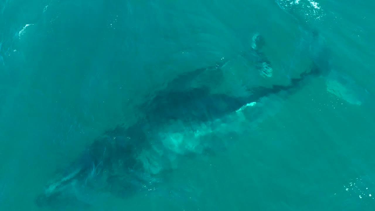Whale and calf gliding under clear blue-green water