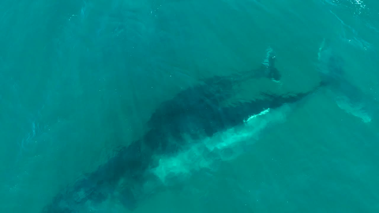 A top-down El Tule Los Cabos frame shows the whale body angled through turquoise water with the smaller calf near the upper right and no visible people.