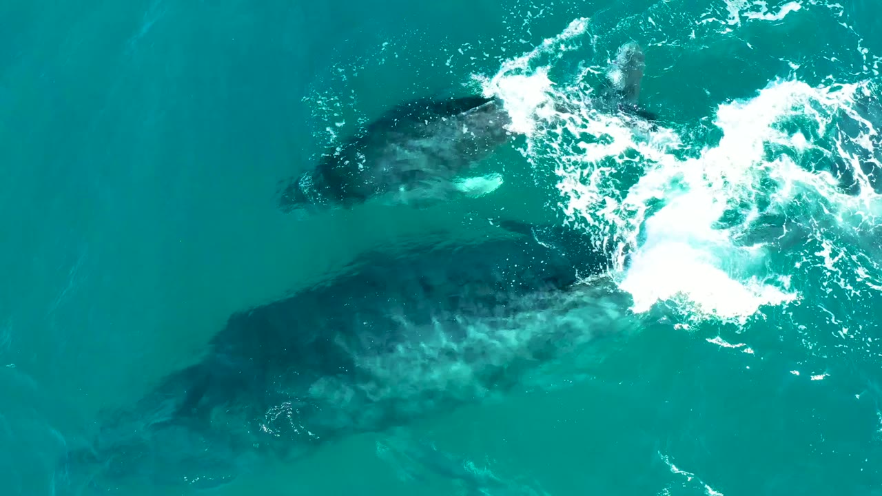 Overhead frame from El Tule Los Cabos showing two whales beneath turquoise ocean water, bright white splash near the upper whale, and no visible people.