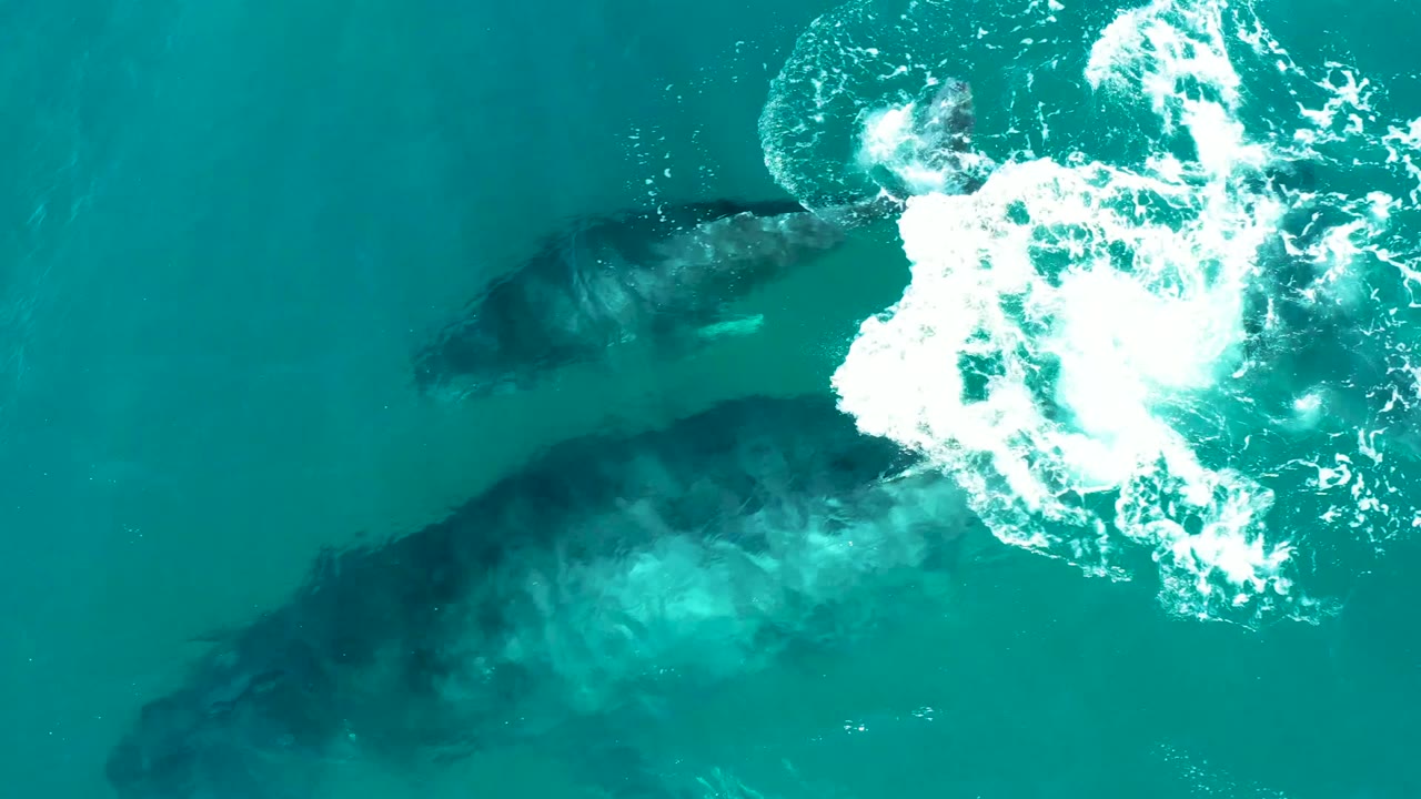 Two whales beneath clear blue-green water with foamy splash above.