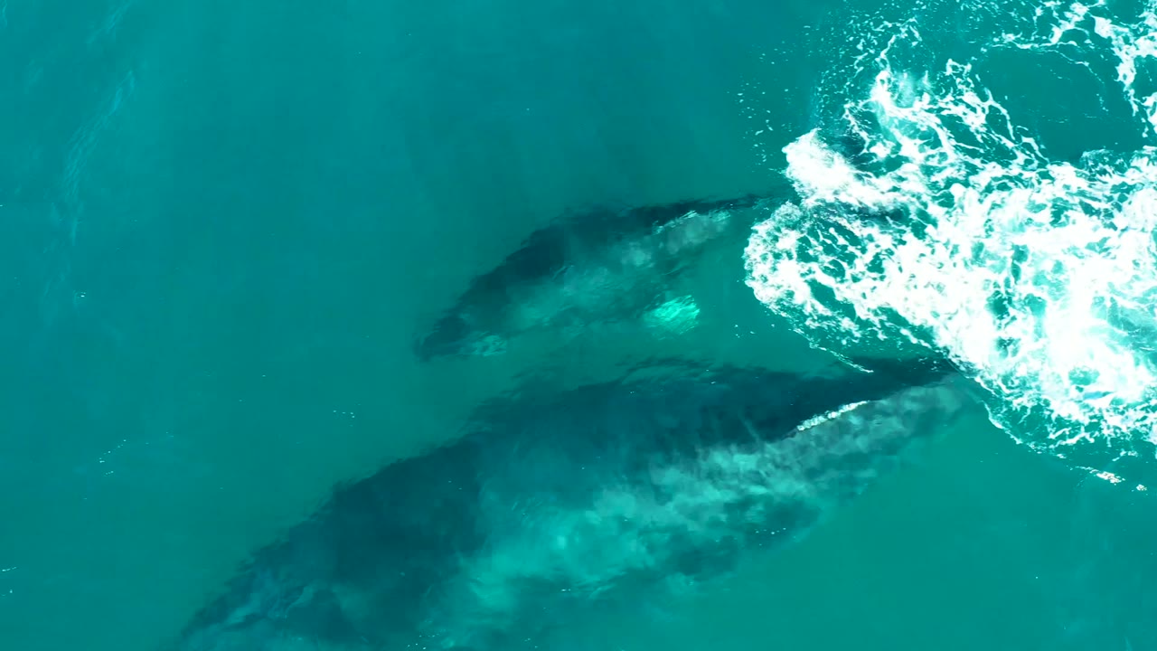 Overhead El Tule Los Cabos frame with the larger whale low in the image, the second whale higher in the water, and white surface foam breaking at upper right, no visible people.