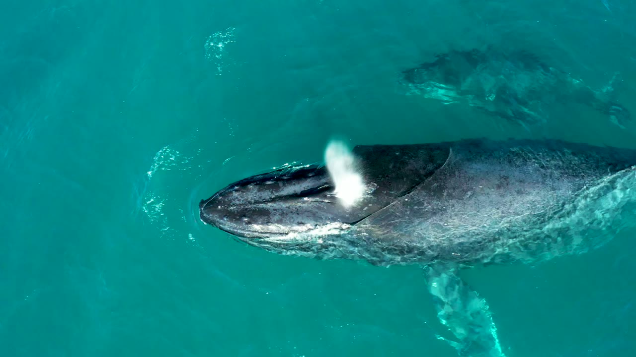 Overhead view at El Tule Los Cabos showing an adult humpback whale near the surface with a calf nearby in turquoise water and no visible people.