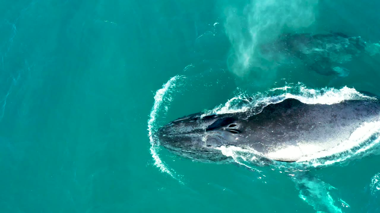 Adult whale surfacing with white water around its back