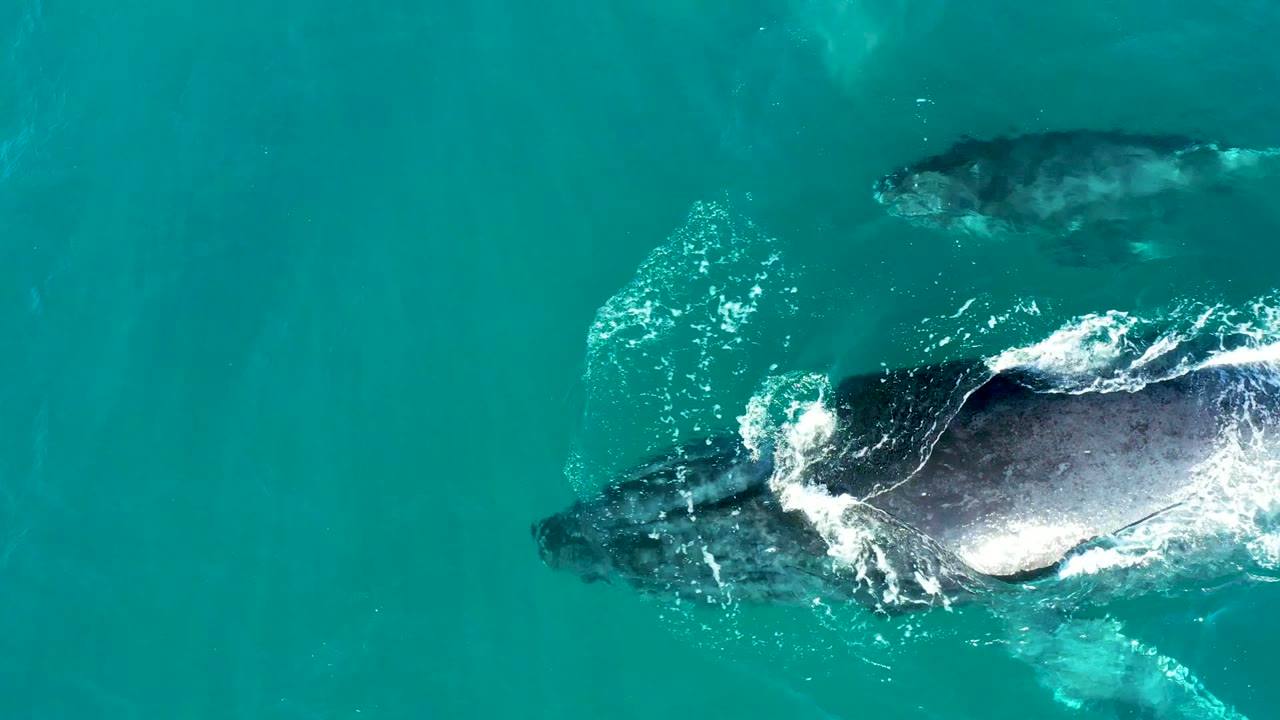 At El Tule Los Cabos, the adult humpback is partly cropped on the right while the calf trails in turquoise water, with white surface foam and no visible people.