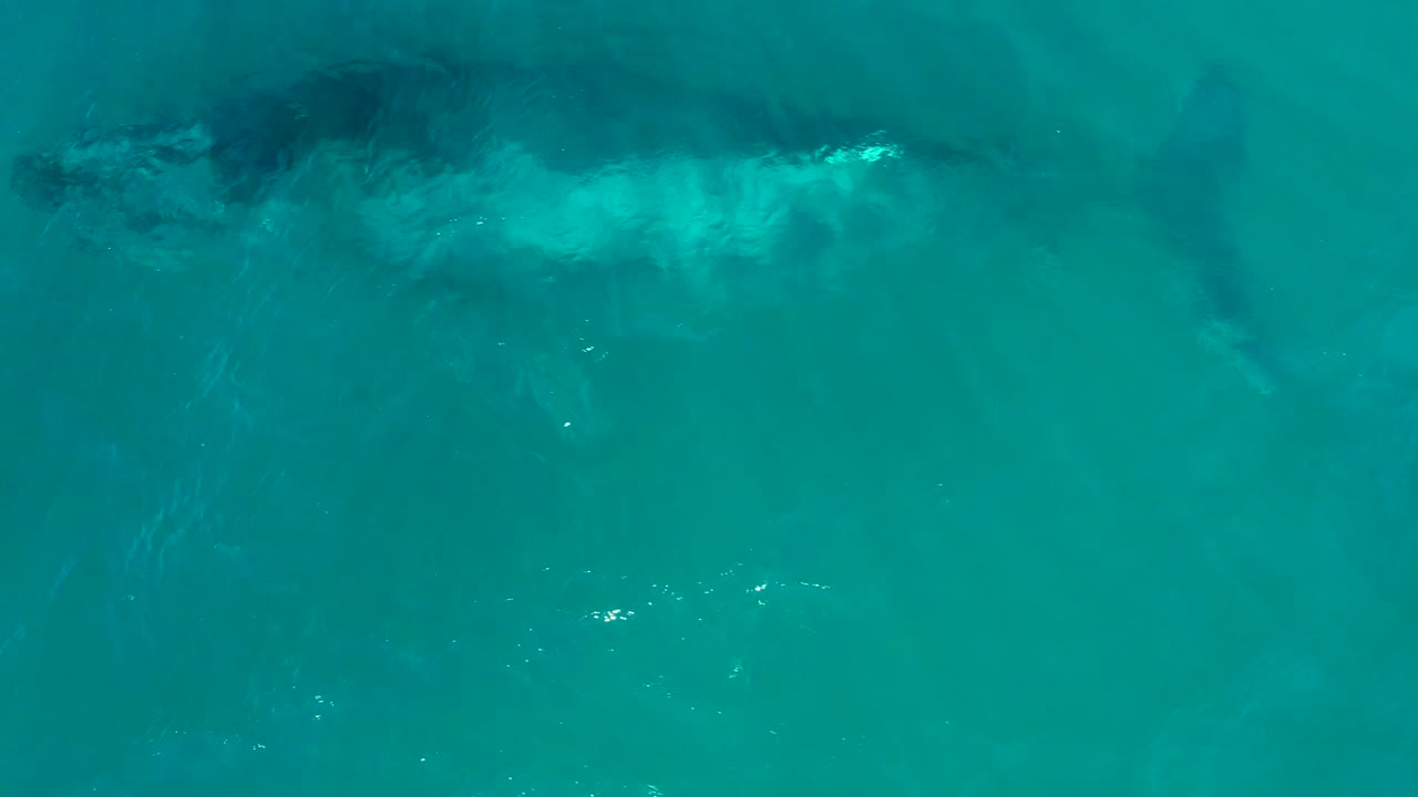 A humpback whale appears near the upper part of the frame in turquoise water at El Tule Los Cabos, with surface ripples and no visible people.