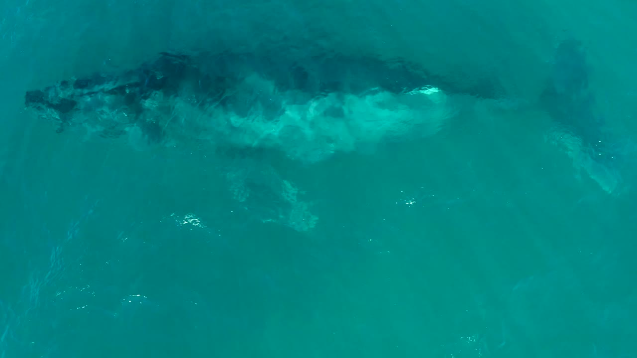 The whale sits higher in the frame under blue-green ocean water at El Tule Los Cabos, with a brighter patch of disturbed water along its body and no visible people.