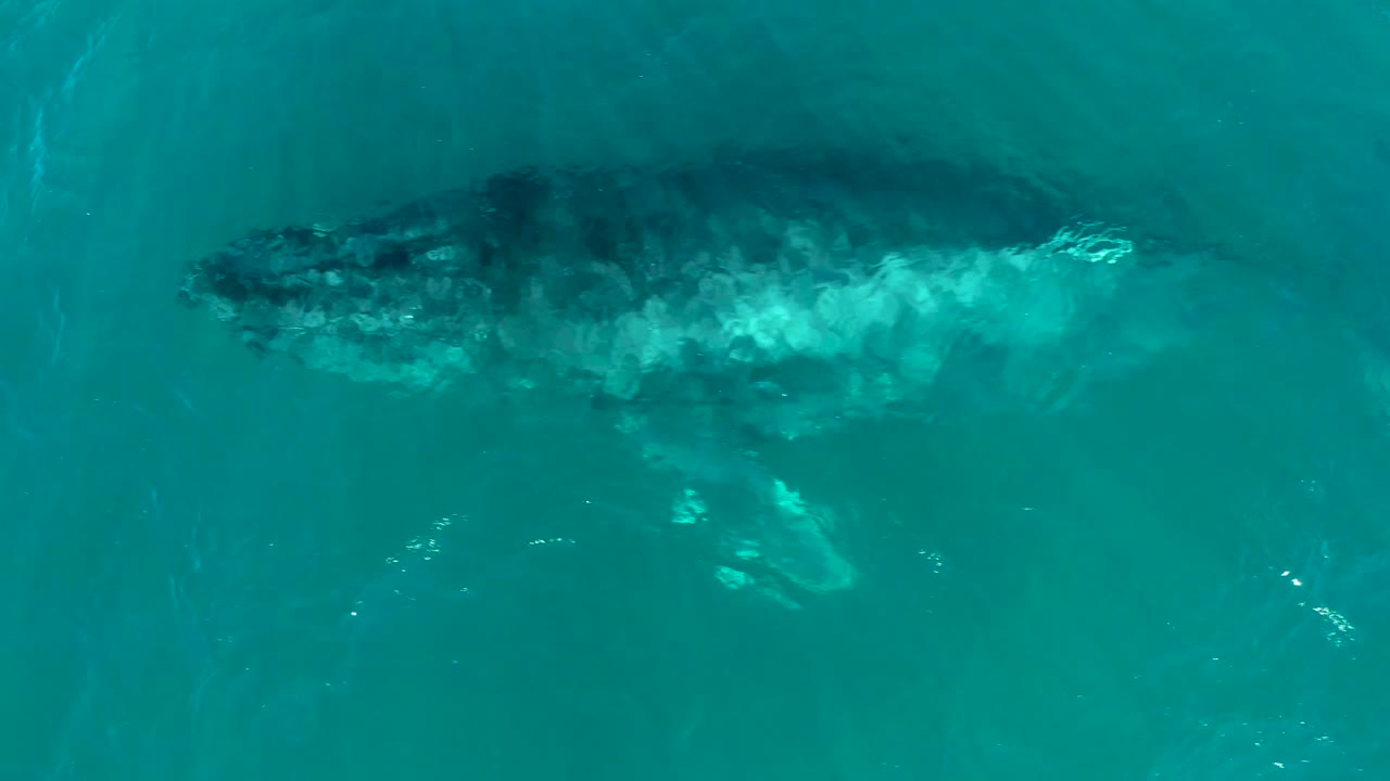 A humpback whale is framed toward the upper right in turquoise water at El Tule Los Cabos, with white surface turbulence trailing along its side and no visible people.