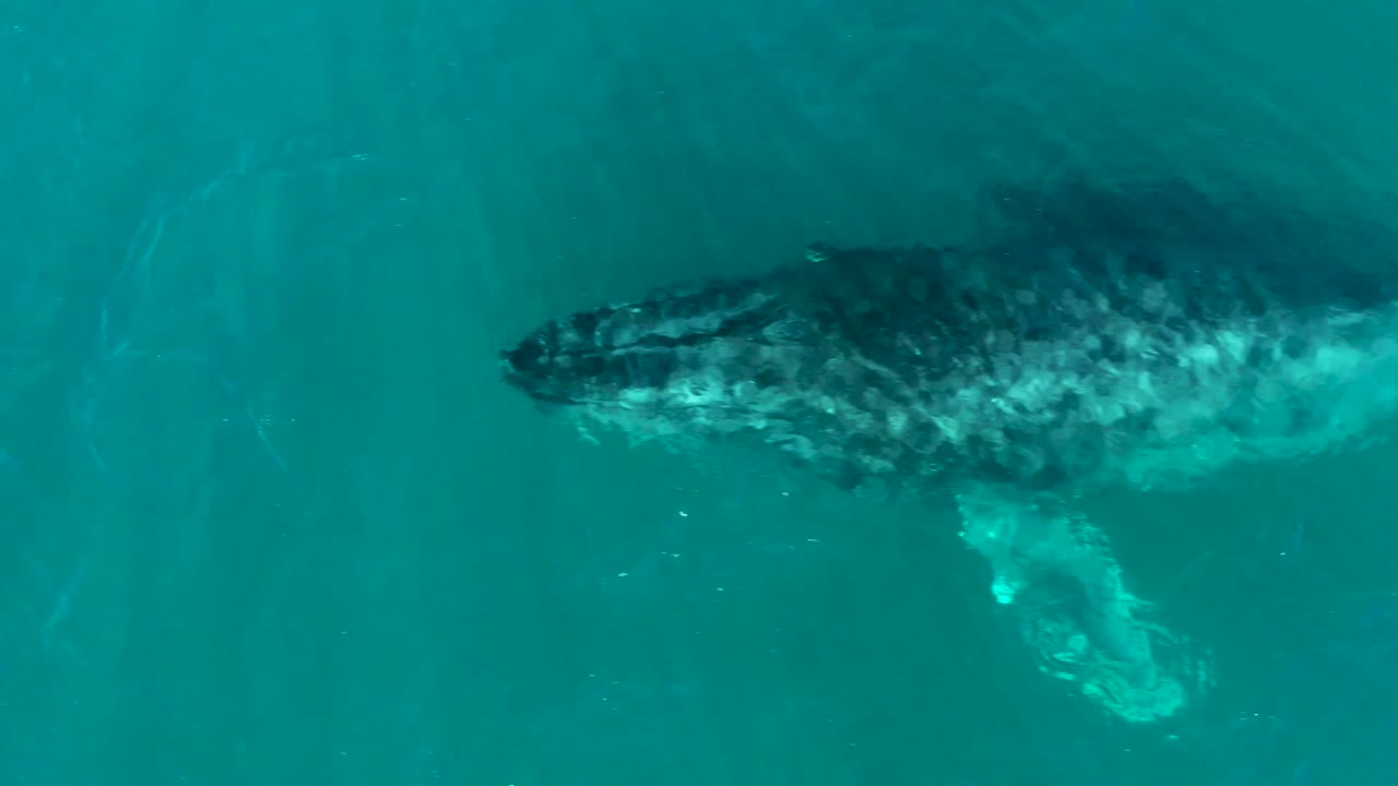 Whale body and pale fin visible through clear ocean water.