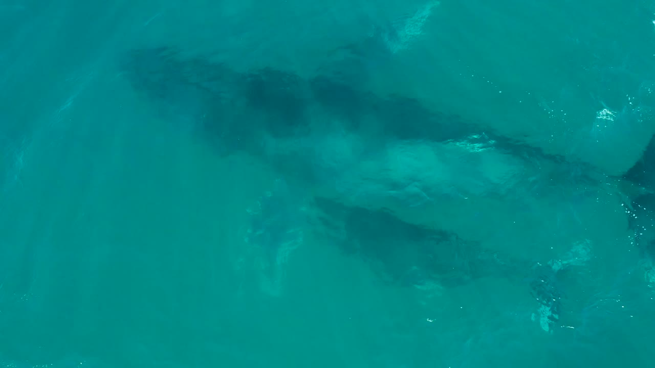 At El Tule Los Cabos, a larger humpback whale and smaller calf appear below turquoise water near the start of the clip, with pale seabed color and no visible people.