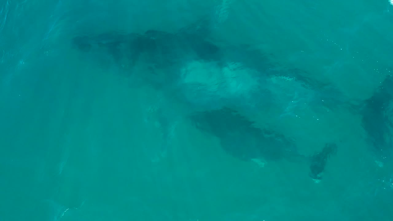 Two whales swimming just below clear blue-green ocean water.