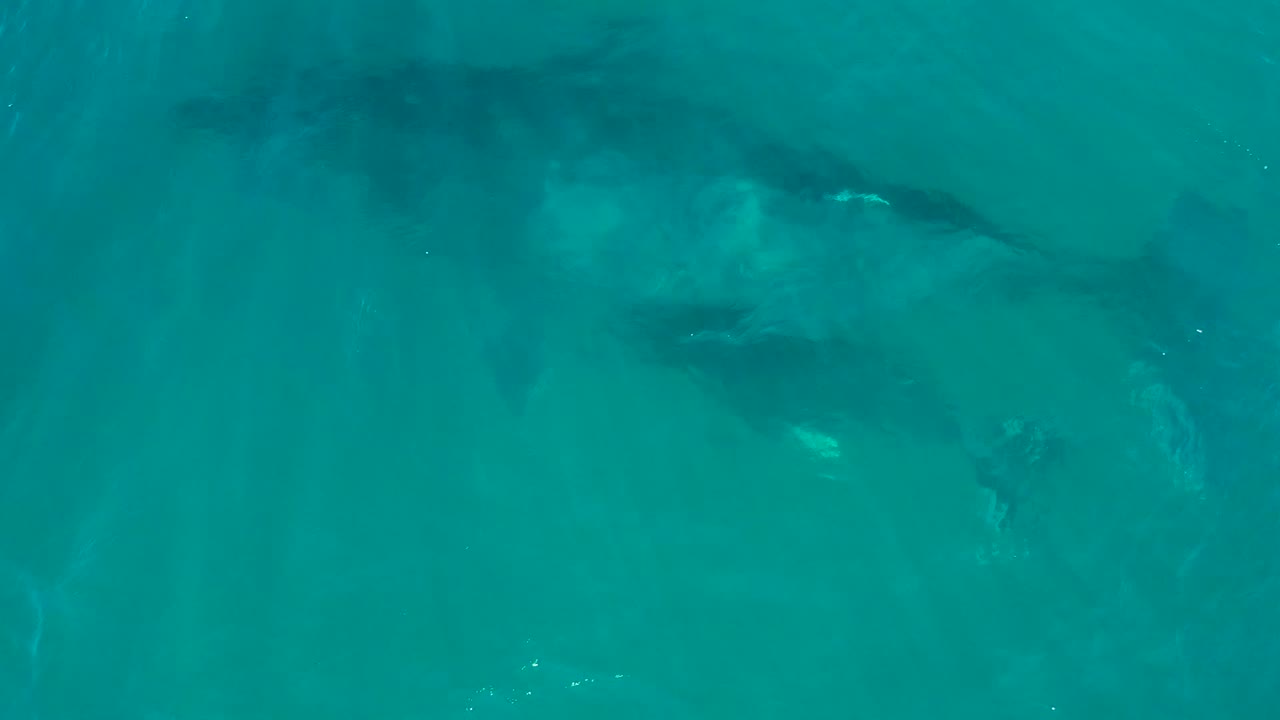 At El Tule Los Cabos, the whale pair sits slightly deeper in the turquoise field, with darker body shapes under the surface and no visible people or vessels.