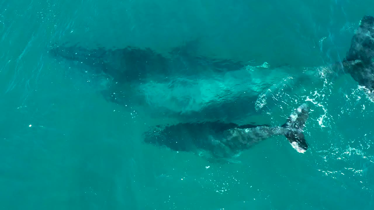 At El Tule Los Cabos, a humpback whale and calf are seen from above beneath turquoise water, with a fluke breaking the surface and no visible people.