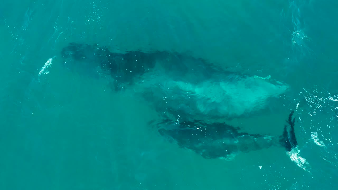 Whale and calf gliding as dark shapes below clear blue-green water.