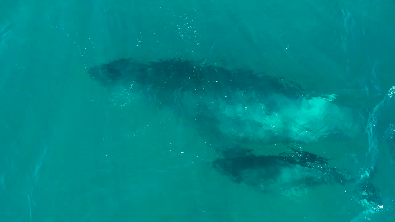 At El Tule Los Cabos, the whale and calf are partly softened by surface texture as they continue through turquoise water, with faint bubbles and no visible people.