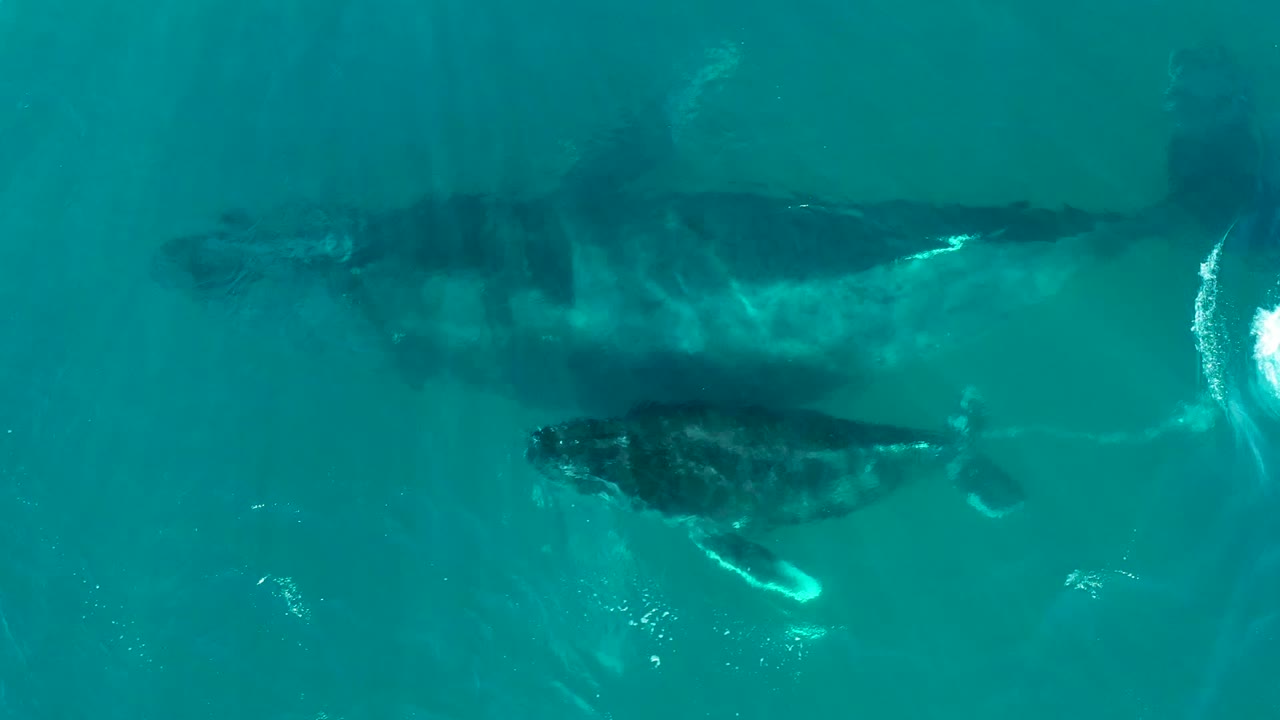 Overhead view in El Tule Los Cabos, Mexico, showing an adult humpback whale below the surface with a smaller calf nearby in turquoise water and no visible people.