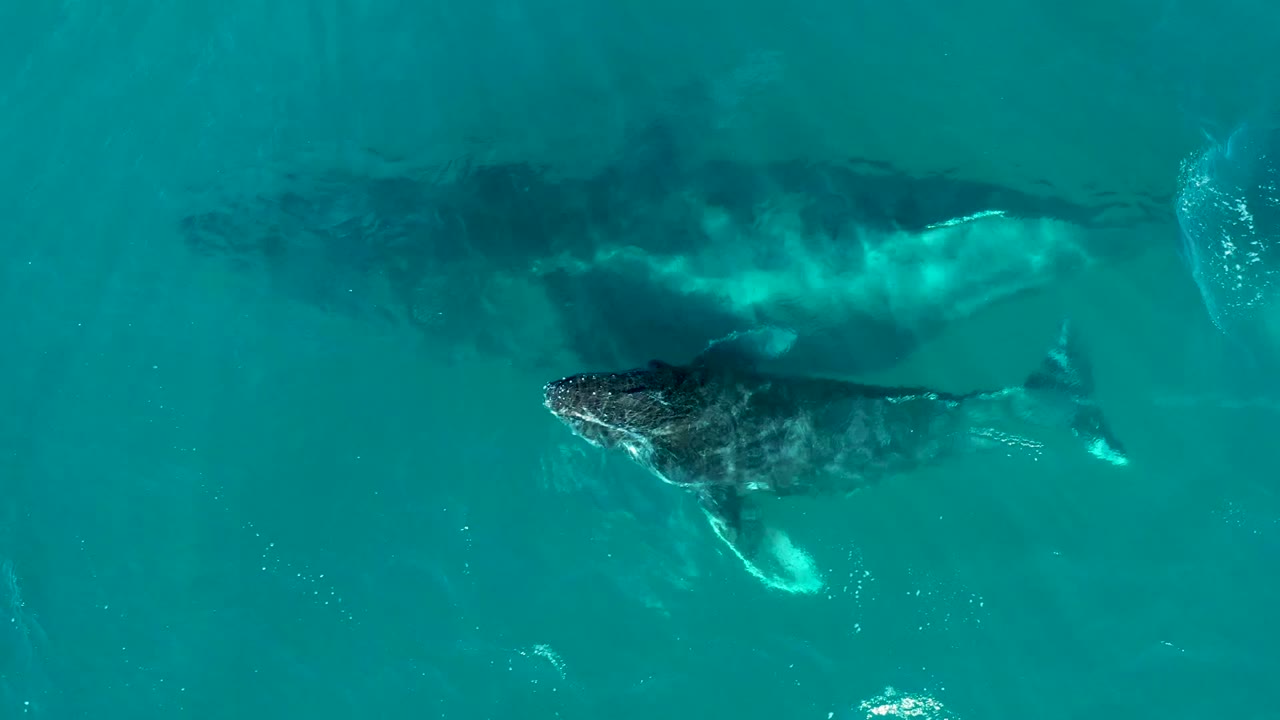 Humpback whale calf swimming beside submerged adult