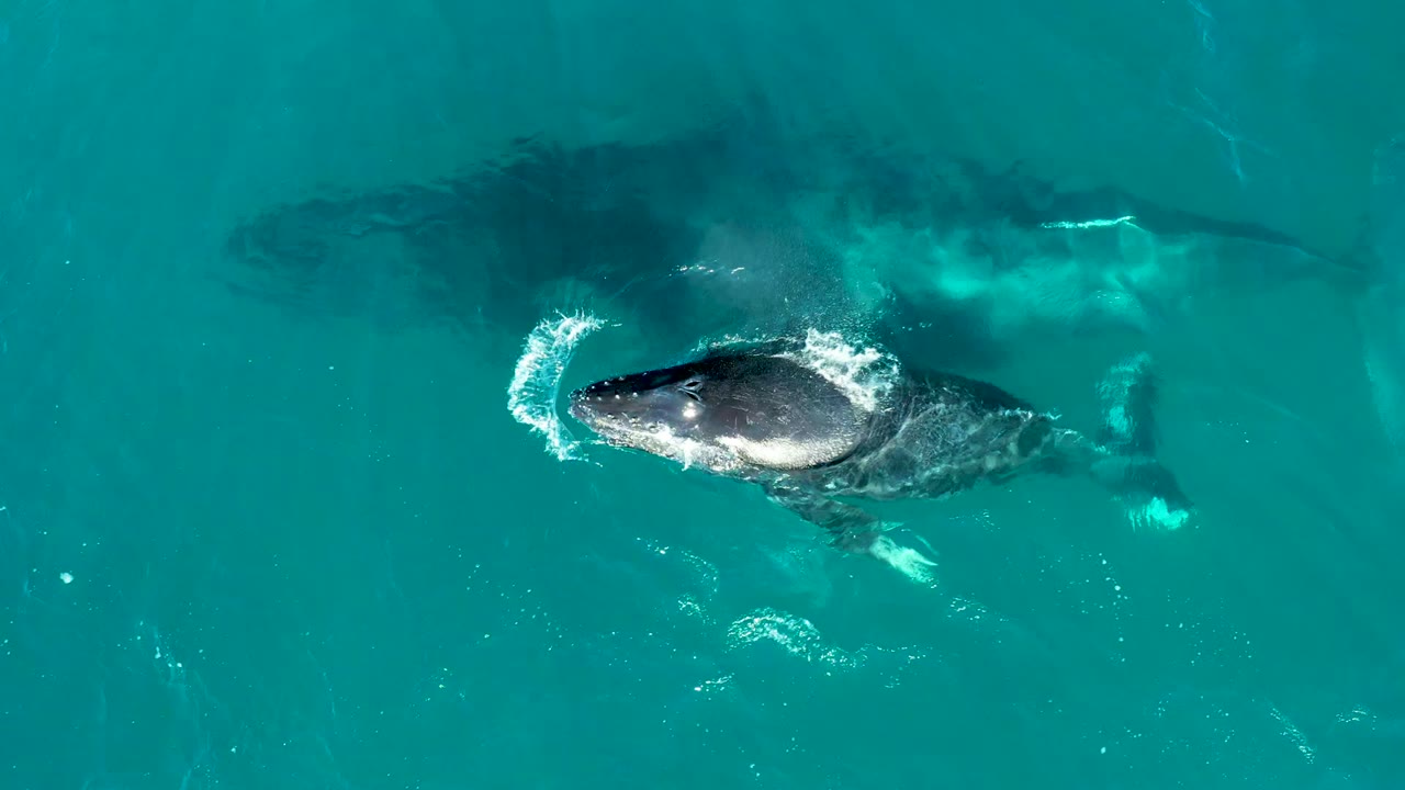 Top-down view in El Tule Los Cabos, Mexico, where the humpback calf is near the surface with a pale splash ring while the adult whale trails below in clear water and no visible people.