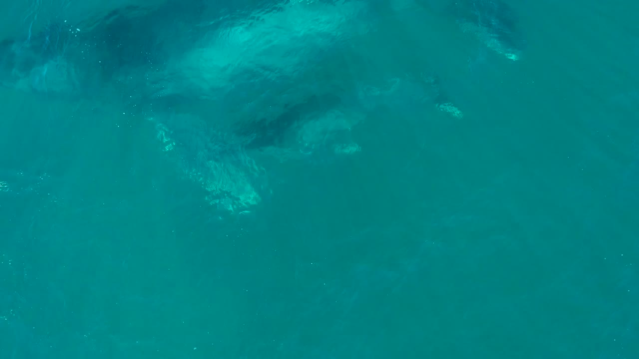 At El Tule Los Cabos, a large whale and smaller calf appear under turquoise surface water near the upper part of the frame, with no visible people.