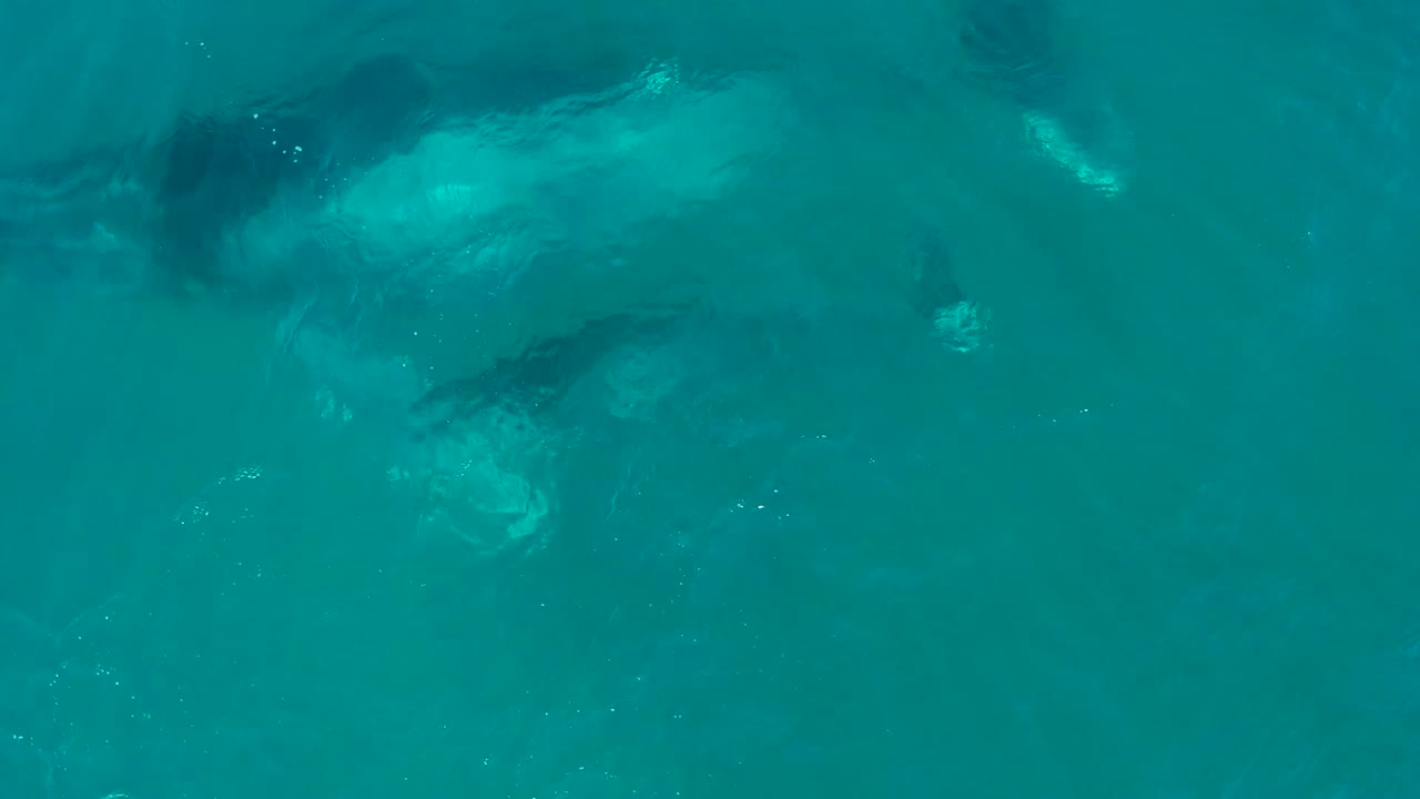 Large whale and calf seen from above in blue-green water