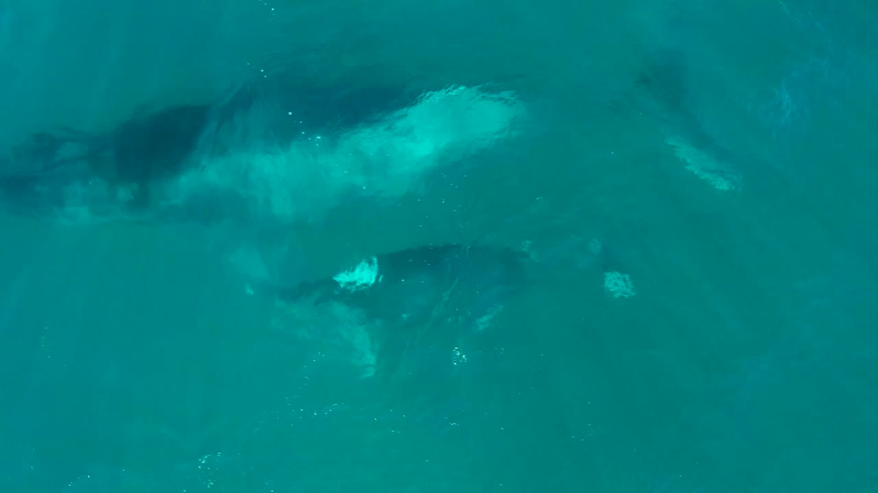 At El Tule Los Cabos, the whale pair remains below a bright turquoise surface, with the larger body darker and the smaller calf tracking nearby, no visible people.