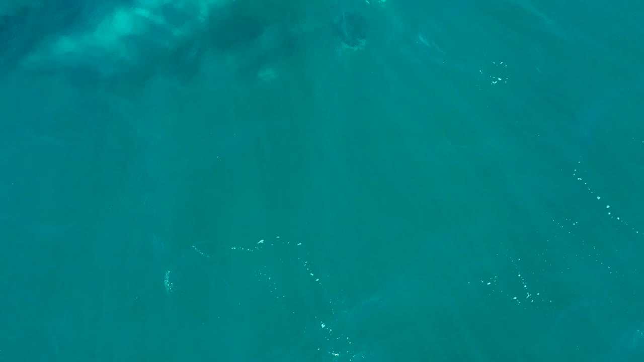 Whale body visible under rippled turquoise water