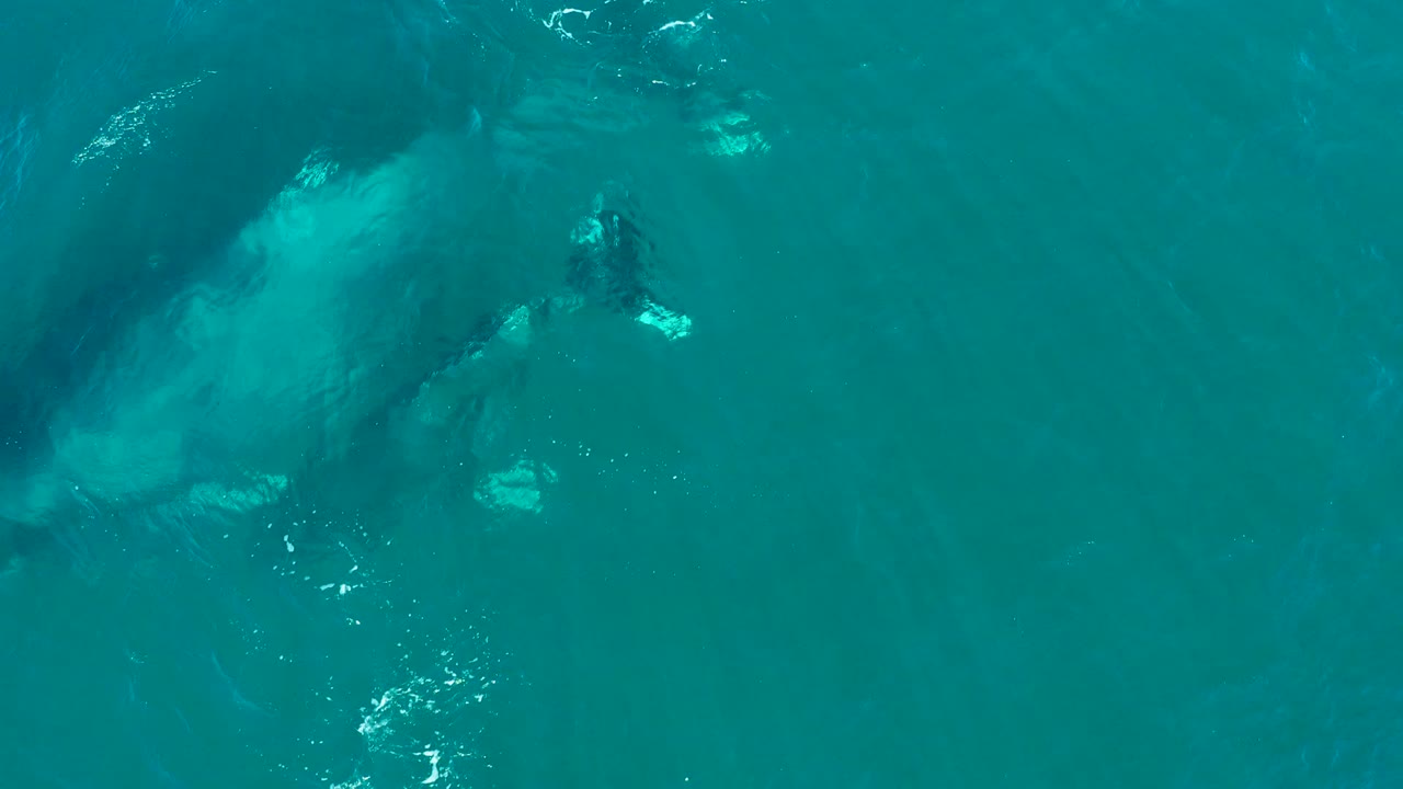 Overhead view of a large whale and smaller calf beneath turquoise water at El Tule Los Cabos, with ripples on the surface and no visible people.