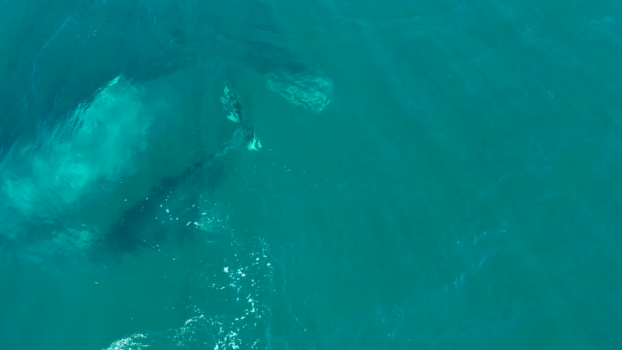 Whale body visible under rippled turquoise sea