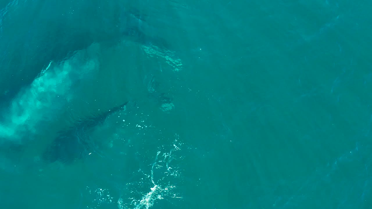 The whale and calf remain below the teal ocean surface near El Tule Los Cabos, with bright surface reflections and no boats, shore, or visible people.