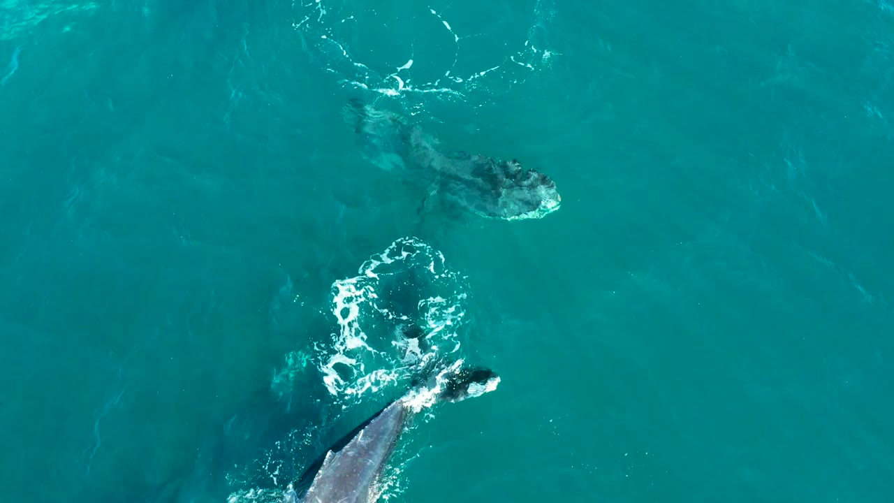 Overhead view in El Tule Los Cabos, Mexico, showing humpback whales near the surface in turquoise water with white splash rings and no visible people.
